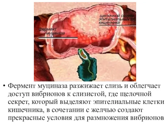 Фермент муциназа разжижает слизь и облегчает доступ вибрионов к слизистой,