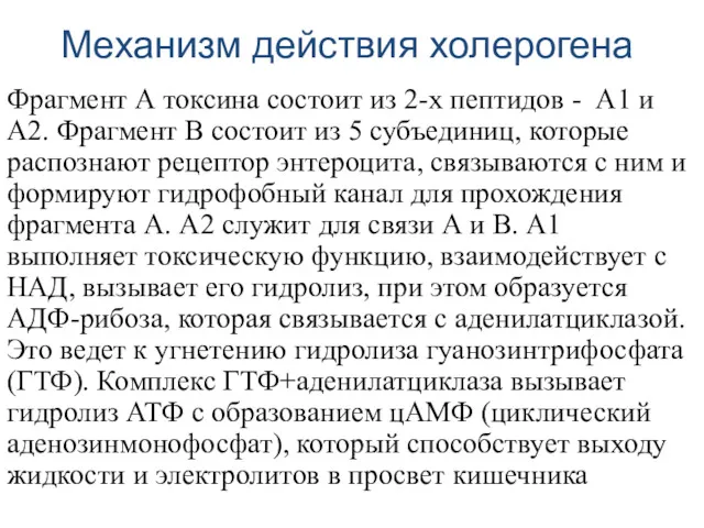 Механизм действия холерогена Фрагмент А токсина состоит из 2-х пептидов