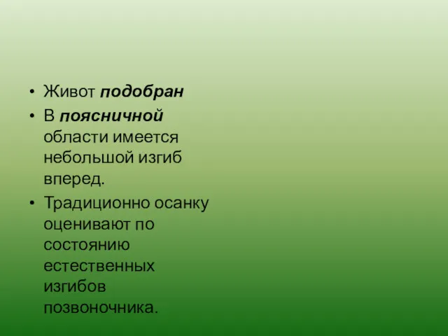 Живот подобран В поясничной области имеется небольшой изгиб вперед. Традиционно