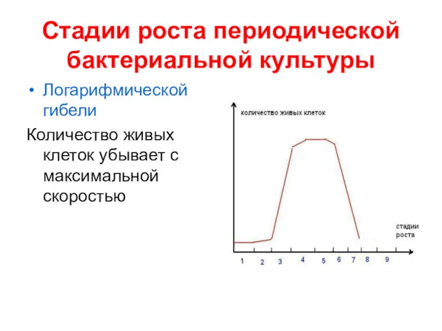 Стадии роста периодической бактериальной культуры Логарифмической гибели Количество живых клеток убывает с максимальной скоростью