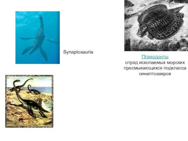 Плакодонты отряд ископаемых морских пресмыкающихся подкласса синаптозавров Synaptosauria