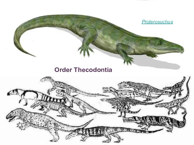 Proterosuchus Order Thecodontia