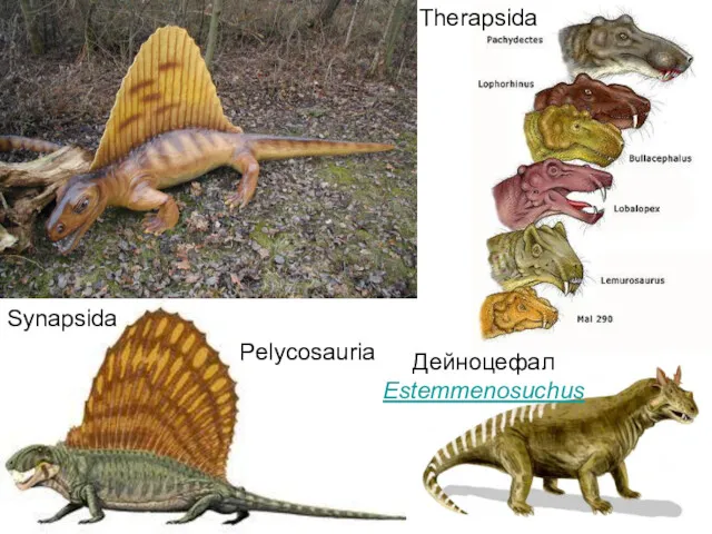 Pelycosauria Therapsida Дейноцефал Estemmenosuchus Synapsida