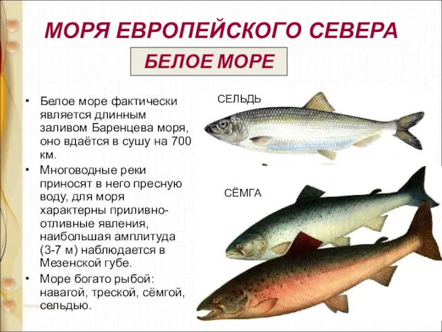 МОРЯ ЕВРОПЕЙСКОГО СЕВЕРА Белое море фактически является длинным заливом Баренцева