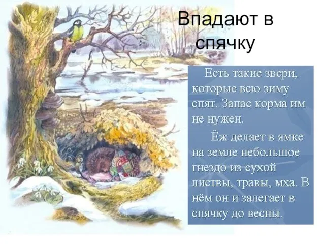 Впадают в спячку