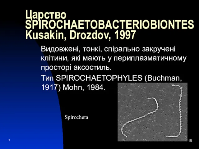 * Царство SPIROCHAETOBACTERIOBIONTES Kusakin, Drozdov, 1997 Видовжені, тонкі, спірально закручені