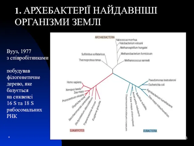 * Вууз, 1977 з співробітниками побудував філогенетичне дерево, яке базується