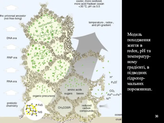 * Модель походження життя в redox, pH та температур-ному градієнті, в підводних гідротер-мальних порожнинах.