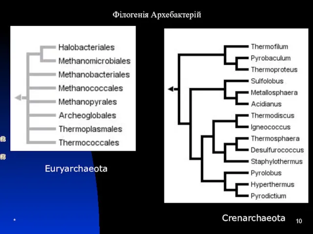 * Euryarchaeota Філогенія Архебактерій Crenarchaeota