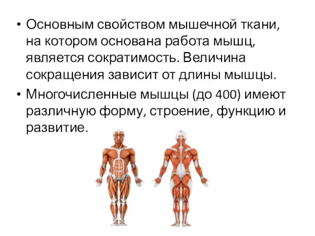 Основным свойством мышечной ткани, на котором основана работа мышц, является