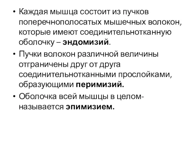 Каждая мышца состоит из пучков поперечнополосатых мышечных волокон, которые имеют