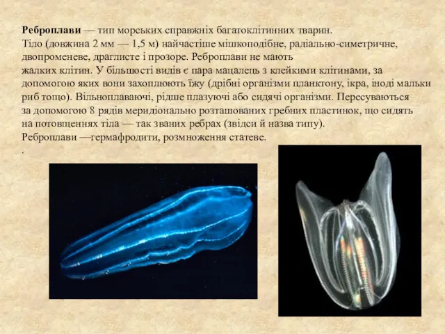 Реброплави — тип морських справжніх багатоклітинних тварин. Тіло (довжина 2