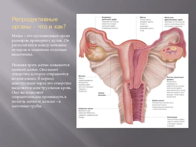 Репродуктивные органы – что и как? Матка – это грушевидный