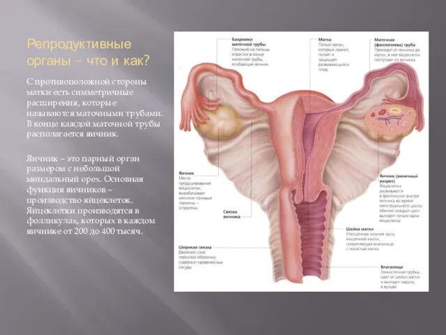 Репродуктивные органы – что и как? С противоположной стороны матки