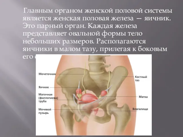 Главным органом женской половой системы является женская половая железа —