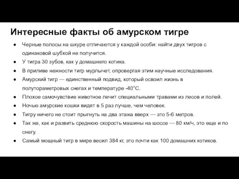 Интересные факты об амурском тигре Черные полосы на шкуре отличаются