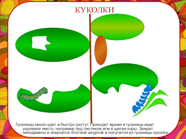 КУКОЛКИ Гусеницы много едят и быстро растут. Приходит время и