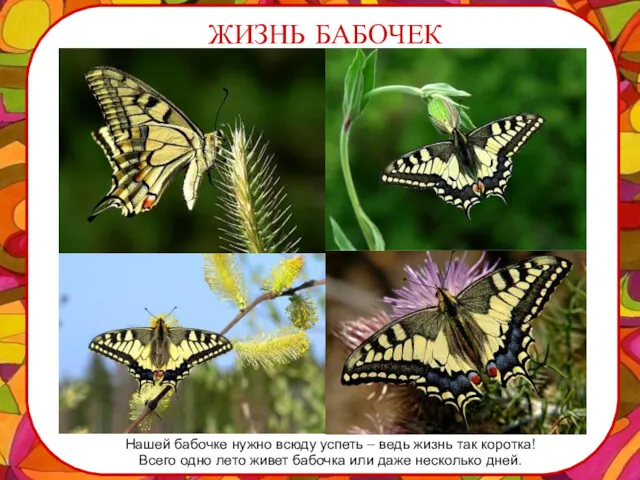 ЖИЗНЬ БАБОЧЕК Нашей бабочке нужно всюду успеть – ведь жизнь