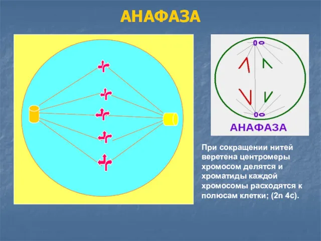 АНАФАЗА При сокращении нитей веретена центромеры хромосом делятся и хроматиды