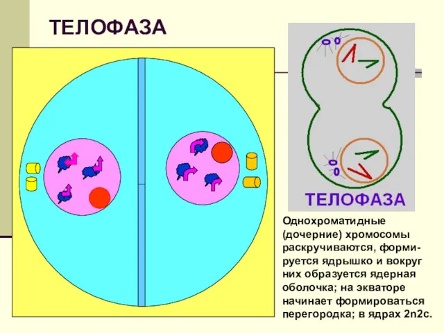 ТЕЛОФАЗА Однохроматидные (дочерние) хромосомы раскручиваются, форми-руется ядрышко и вокруг них
