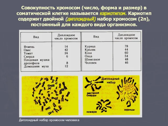 Совокупность хромосом (число, форма и размер) в соматической клетке называется