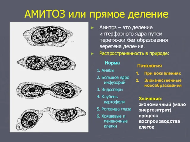 АМИТОЗ или прямое деление Амитоз – это деление интерфазного ядра