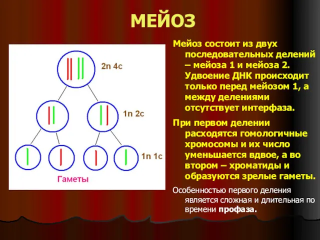 МЕЙОЗ Мейоз состоит из двух последовательных делений – мейоза 1