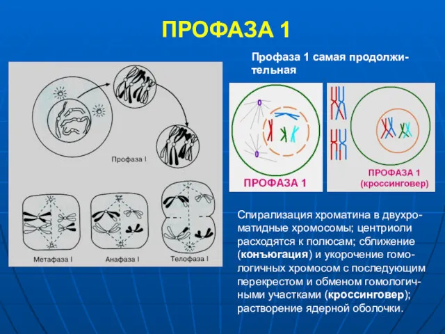 ПРОФАЗА 1 Профаза 1 самая продолжи-тельная Спирализация хроматина в двухро-матидные