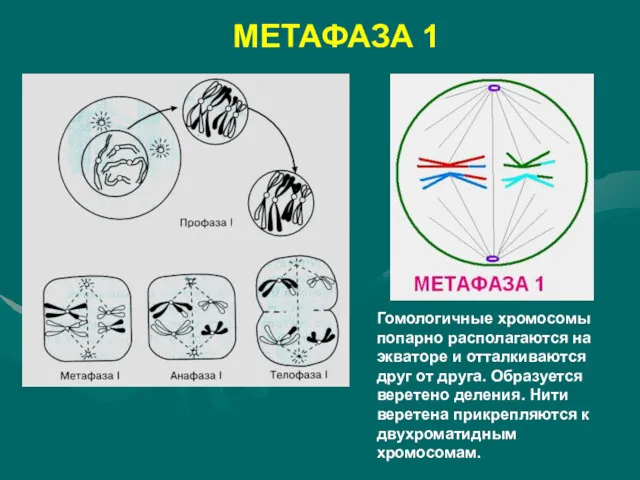 МЕТАФАЗА 1 Гомологичные хромосомы попарно располагаются на экваторе и отталкиваются