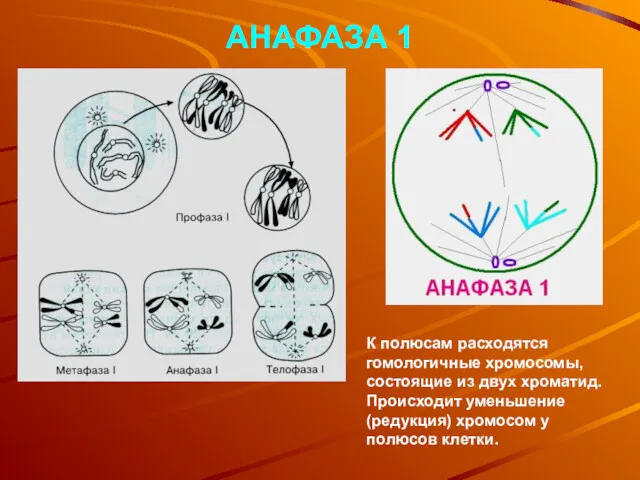 АНАФАЗА 1 К полюсам расходятся гомологичные хромосомы, состоящие из двух