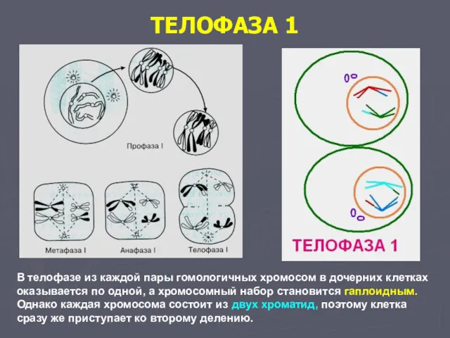 ТЕЛОФАЗА 1 В телофазе из каждой пары гомологичных хромосом в