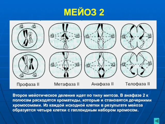 МЕЙОЗ 2 Второе мейотическое деление идет по типу митоза. В