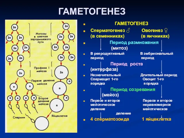 ГАМЕТОГЕНЕЗ ГАМЕТОГЕНЕЗ Сперматогенез ♂ Овогенез ♀ (в семенниках) (в яичниках)