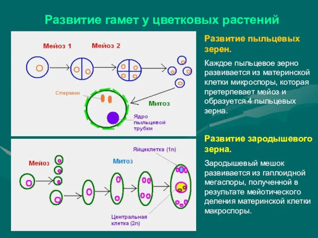 Развитие гамет у цветковых растений Развитие пыльцевых зерен. Каждое пыльцевое