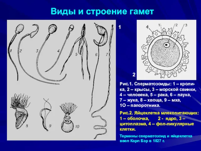 Виды и строение гамет 1 2 Рис.1. Сперматозоиды: 1 –