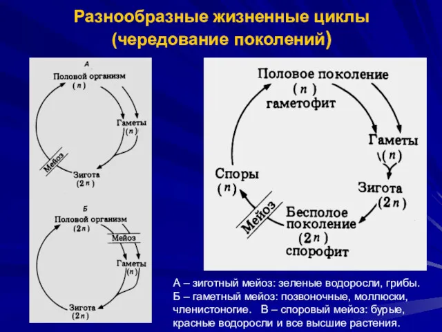 Разнообразные жизненные циклы (чередование поколений) А – зиготный мейоз: зеленые