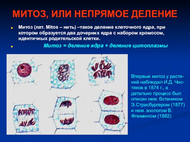 МИТОЗ, ИЛИ НЕПРЯМОЕ ДЕЛЕНИЕ Митоз (лат. Mitos – нить) –такое