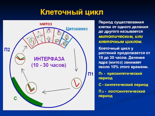 Клеточный цикл Период существования клетки от одного деления до другого