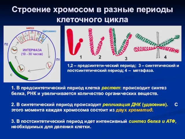 Строение хромосом в разные периоды клеточного цикла 1 2 3