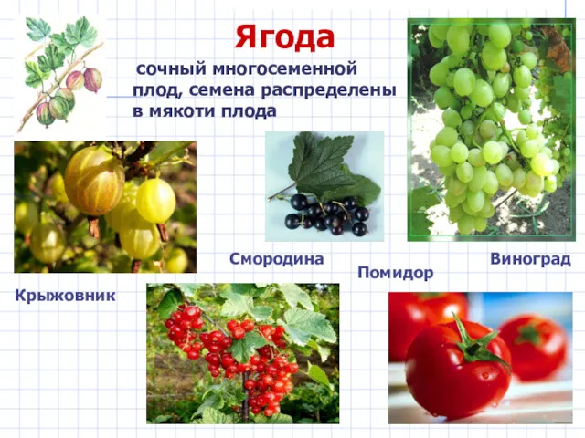 Ягода сочный многосеменной плод, семена распределены в мякоти плода Помидор Смородина Виноград Крыжовник