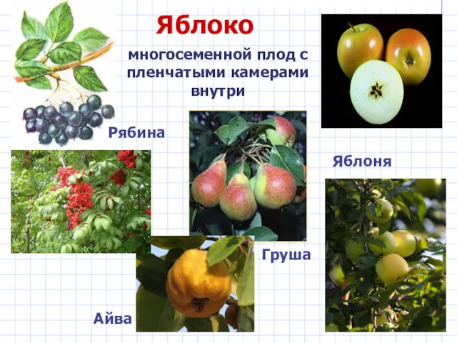 Яблоко многосеменной плод с пленчатыми камерами внутри Яблоня Груша Рябина Айва