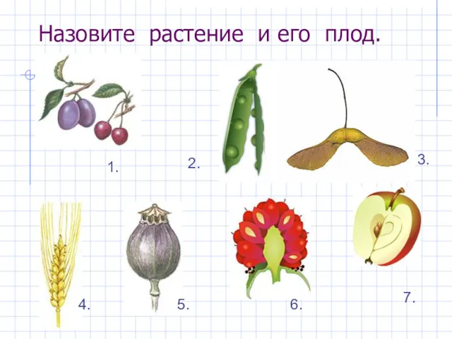 Назовите растение и его плод. 7. 6. 5. 4. 3. 1. 2.