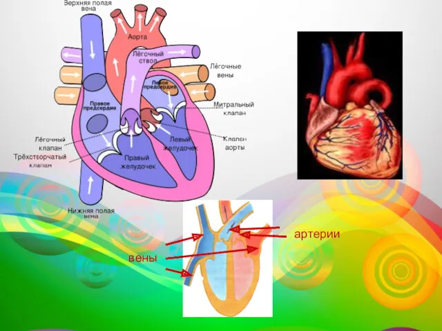 вены вены артерии