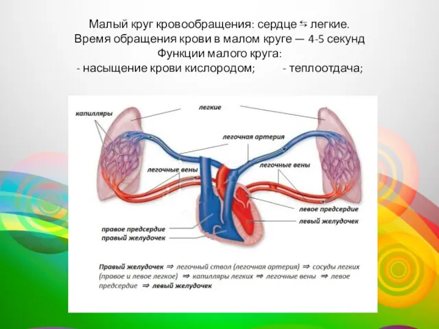 Малый круг кровообращения: сердце ⇆ легкие. Время обращения крови в