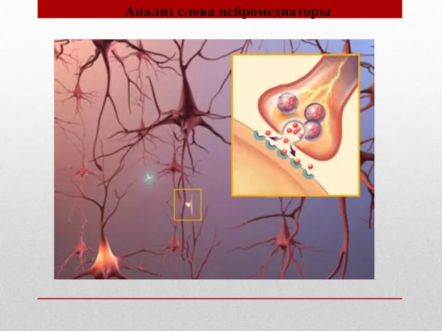 Анализ слова нейромедиаторы