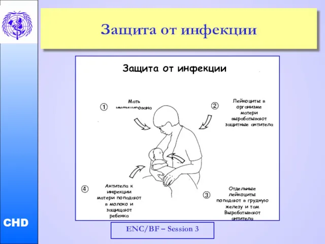 ENC/BF – Session 3 Защита от инфекции Защита от инфекции