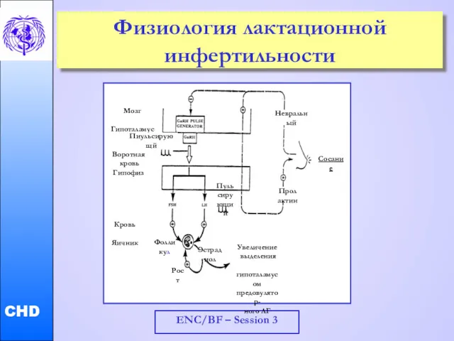 ENC/BF – Session 3 Физиология лактационной инфертильности Мозг Гипоталамус Сосание