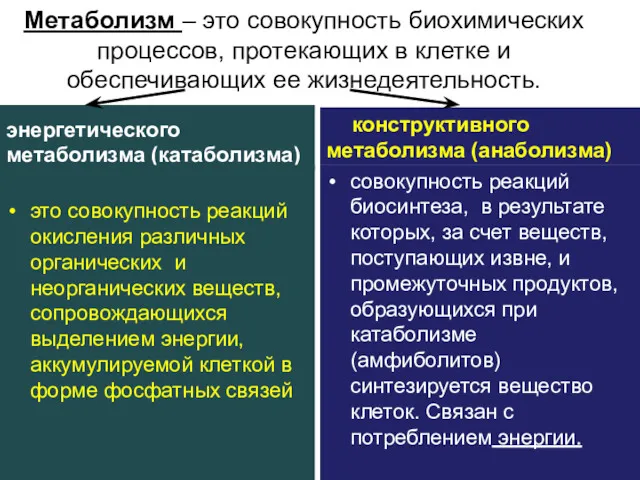 Метаболизм – это совокупность биохимических процессов, протекающих в клетке и