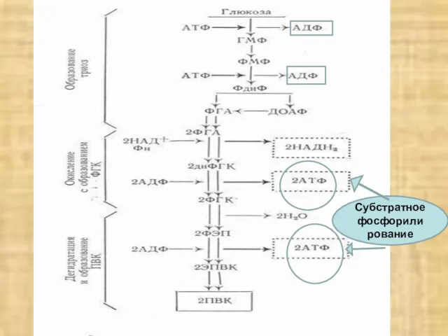 Субстратное фосфорилирование