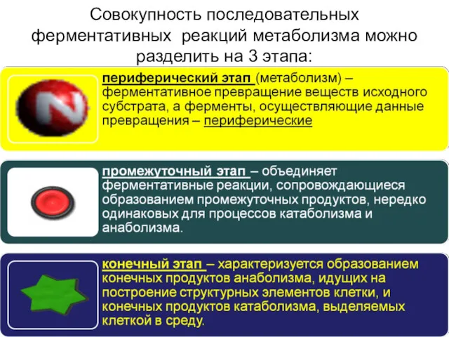 Совокупность последовательных ферментативных реакций метаболизма можно разделить на 3 этапа: